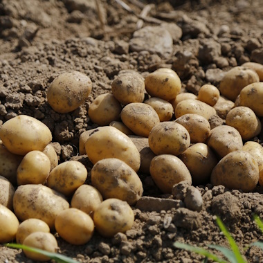 Potatoes Potatoes